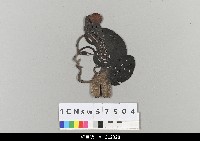 藏品(中國湖北皮影戲偶頭-旦)的圖片